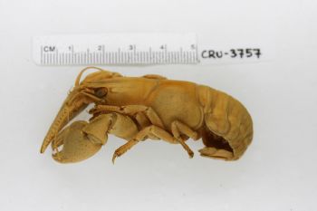 Media type: image;   Invertebrate Zoology CRU-3757 Description: Preserved specimen.;
